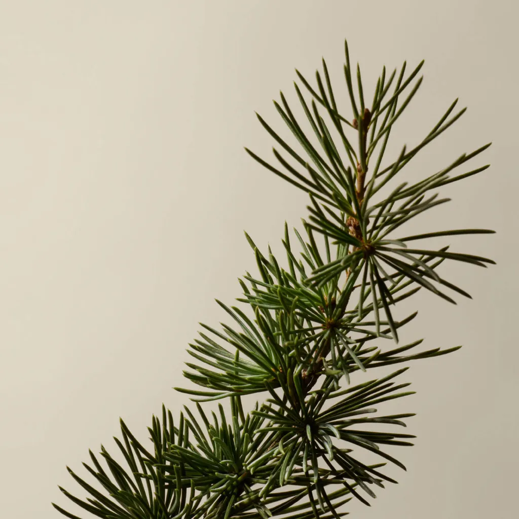 Aesop_Top_20_2025_PDP_Ingredient_Cedar_Atlas_2000x2000px.webp