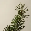 Aesop_Top_20_2025_PDP_Ingredient_Cedar_Atlas_2000x2000px.webp