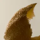 Aesop_Top_20_2025_PDP_Ingredient_Bergamot_Rind_2000x2000px.webp