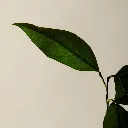 Aesop_Top_20_2025_PDP_Ingredient_Petitgrain_2000x2000px.webp