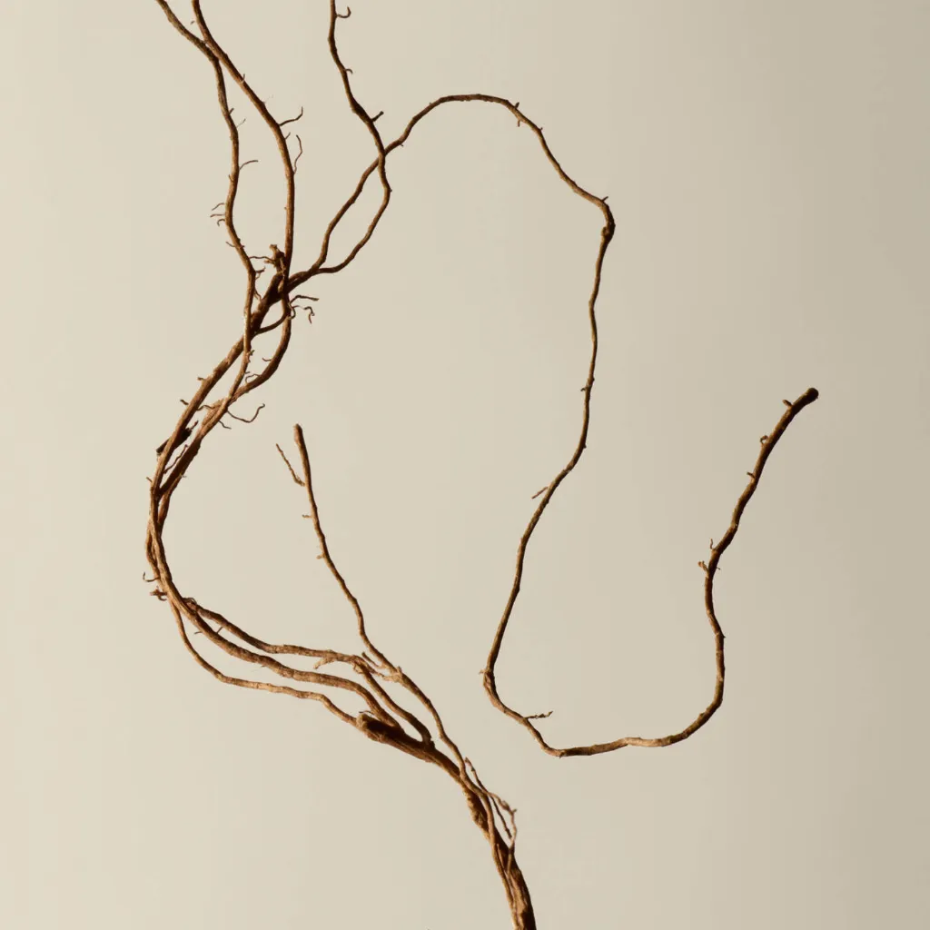 Aesop_Top_20_2025_PDP_Ingredient_Vetiver_Root_2000x2000px (1).webp