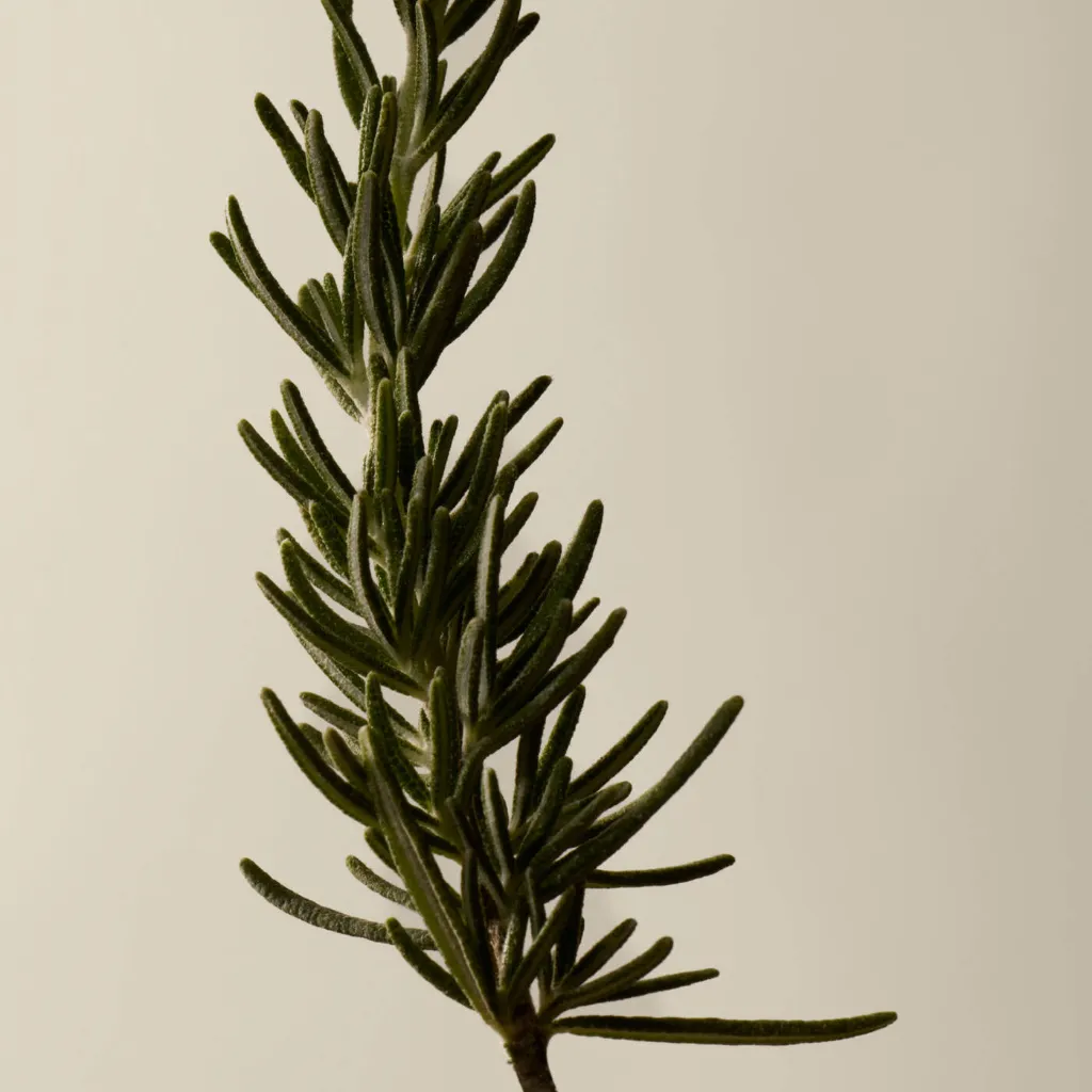 Aesop_Top_20_2025_PDP_Ingredient_Rosemary_Leaf_2000x2000px.webp