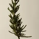Aesop_Top_20_2025_PDP_Ingredient_Rosemary_Leaf_2000x2000px.webp