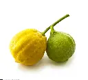 Bergamot.webp
