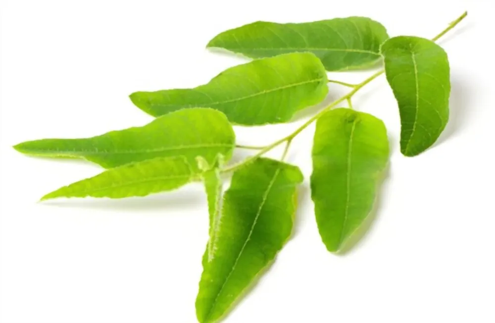 EUCALYPTUS_20CITRONNE.webp