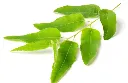 EUCALYPTUS_20CITRONNE.webp