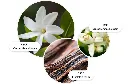 Flora Luminare.webp