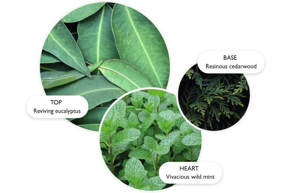 Infusing Eucalyptus.webp