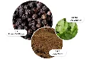 Black Pepper.webp