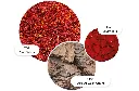 Rose Dunes.webp