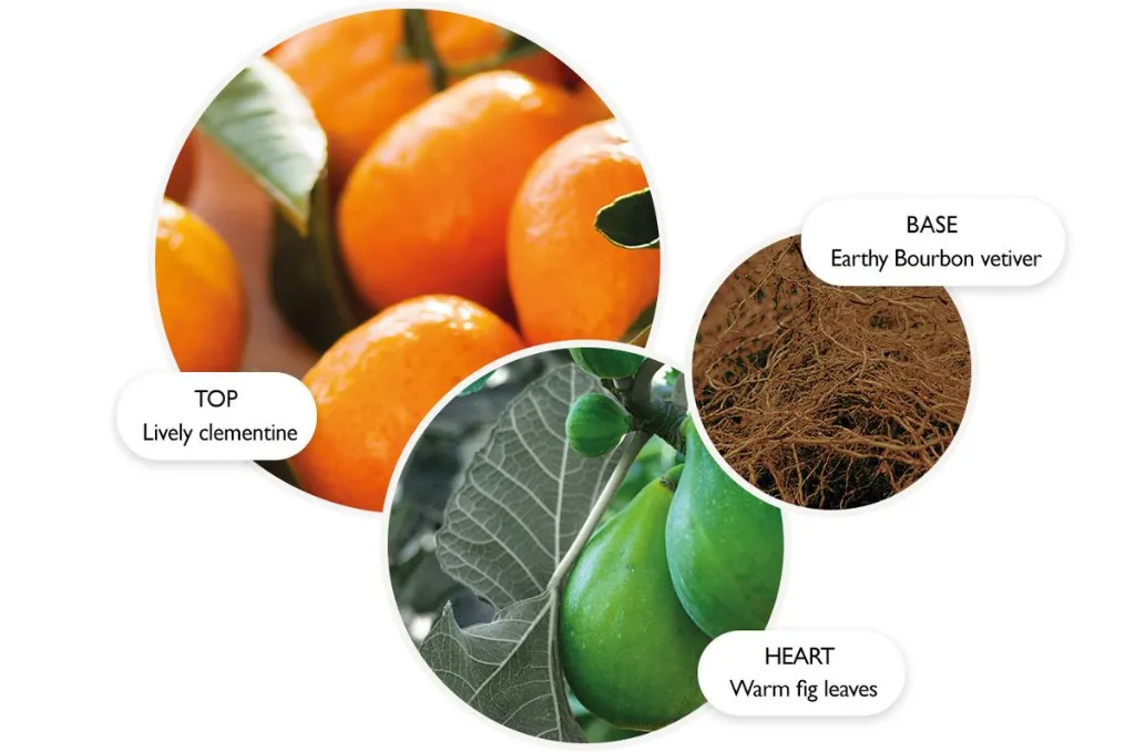 SunlitClementine.webp
