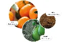 SunlitClementine.webp