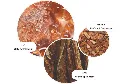 Tobacco Absolute.webp
