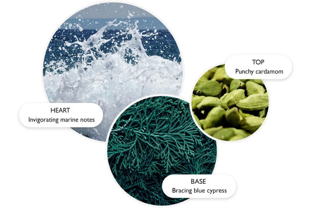 Sea Fennel.webp