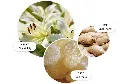 Gingerlily.webp