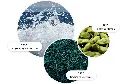 Sea Fennel.webp