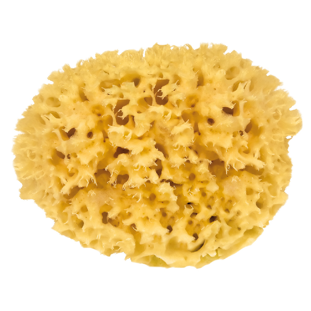 Croll & Denecke Natural Sponge